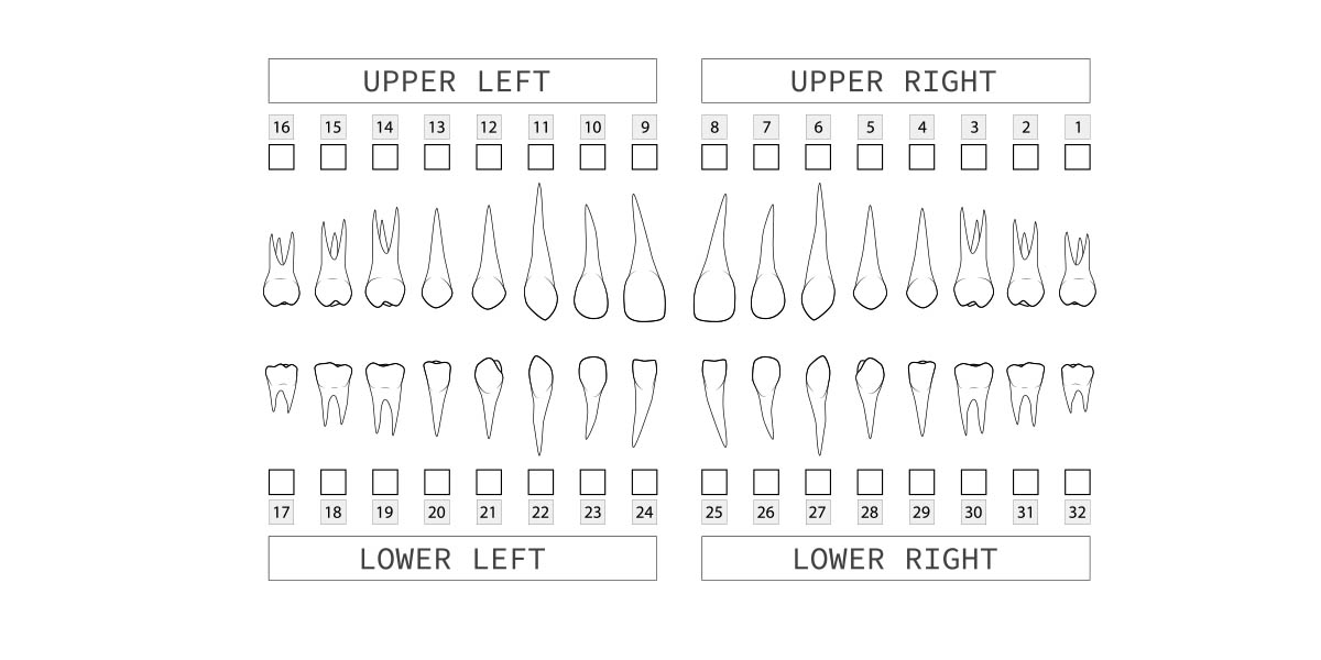 Нумерация зубов в стоматологии – схема, порядок (номера) зубов