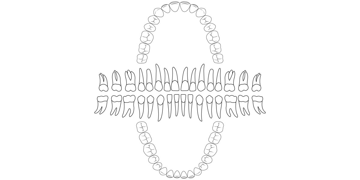 Длина зубов (в мм) (по Кастелли, 1965) Таблица 2