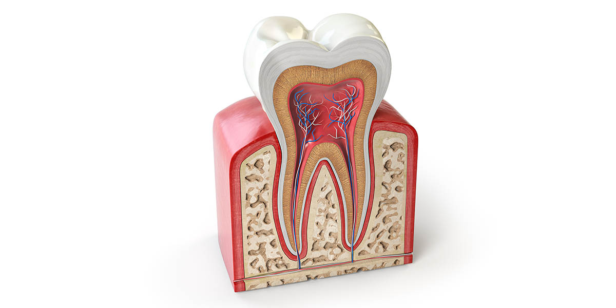 Описание строения зуба человека